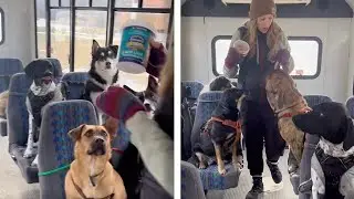 BUS FULL OF DOGS | Adorable Pooches
