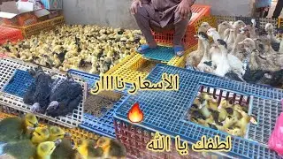 اسعار الطيور⁉️#جولة في سوق الطيور صدمة وانهيار في اسعار جميع انواع الطيور#سعر_بط_وز_رومي_ارانب_كتكوت