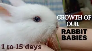 Rabbit babies |1 to 15 days growth Day by day || Just for fun||