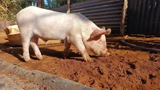 Quiet Morning Farm Life with Chickens & Piglets