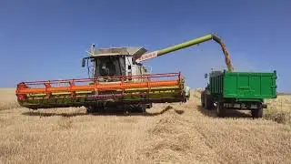 Cosechando la avena