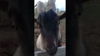 это козёл Мелькёр