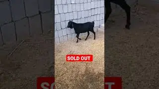 Sodani Sheep #shortsvideo #shorts #youtubeshorts #bakraeid2023 #sheep #sheepfarming #Sodanisheep