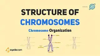 Chromosome Structure | Structure of Chromosomes