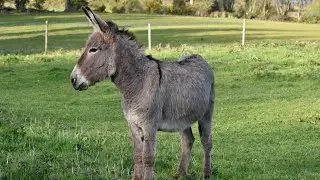 Donkey meat not an aphrodisiac: PETA India- South First