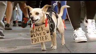 4K - 100K+ BLM Protesters March In Hollywood 6.7.20 - Part 5