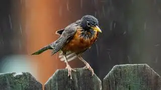 Birdsong 10 Hours BLACK SCREEN Sleep Relaxation Meditation Study Stress Relief