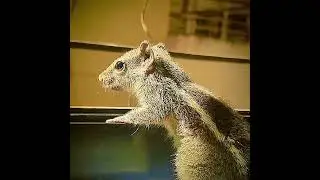 Maxx baeebby edit,#squirrel #squirrelsofyoutube #viralvideo #nature #wildlife #squirrellove #animal