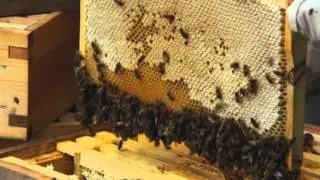 Gliondar | Beekeeping in the Dingle Camphill Community | RT&Eacute; ONE