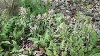 Rich Forests: Lousewort