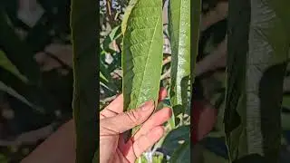 Dort mevsim yesil bitkiler