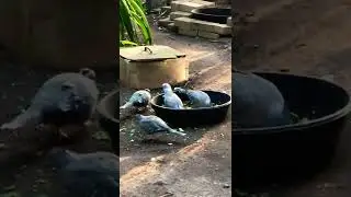 Crested Pigeons 🍃🌹🍃