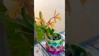 ID: Vnra. Golden Spice #orchid #flowers #plants #short #reels #garden #orquideas 🧡