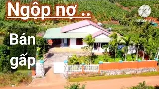 Chủ hạ giá bán gấp trong tết nhà vườn đẹp, ôm đường nhựa .. giá 2.65 tỷ nguyên lô