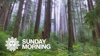Nature: Rain forest