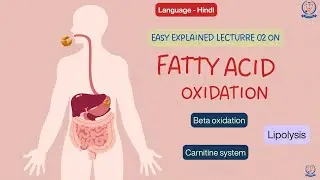 Beta Oxidation of Fatty Acids 02 | Biochemistry For Nursing | Fatty Acid Oxidation | Disha Nirdesh
