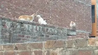 catfighting || Two big male cats chasing and fighting over a  female cat