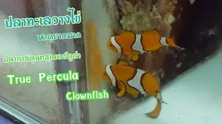 ปลาการ์ตูนทรูเพอร์คูล่า True Percula Clownfish ปลาทะเลวางไข่หาดูยากมาก EP:56