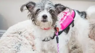 Adoption Ever After - Scarlett - Home & Family