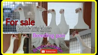 For sale fancy kabootar. Baghdadi carrier kabootar homar kabutar Amroha. Aaftab bhai mob. 9837650208