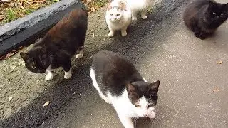 Cats eat Breakfast on a cold morning on the street