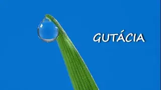 Gutácia - výdaj vody rastlinou.