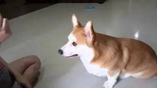 Corgi Training- Catch the snack without fall!!