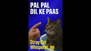 Stray Cat Whisperer 😻 | Talking & Singing to Tynoo | Cute Mumbai Street Cat Bonding