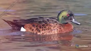 List Of Best Bird Sanctuaries In India For Bird Lovers