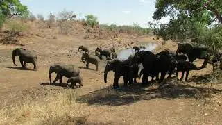 Elephant and a Hippo at Sweni Hide