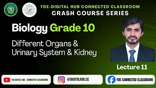 Different Organs, Urinary System & Kidney | Biology | Grade 10 | Crash Course Series | FDE