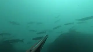 Selective Spearfishing in the UK