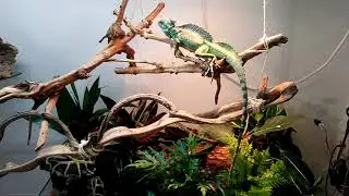 Green Basilisk Bioactive Enclosure [2020 ]