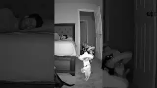 #funny #cat #sora #fyp #viral