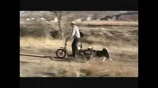 Foxtrottin' Northerns Dog Powered Scooter