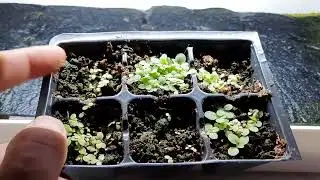 Burley tobacco seedings have sprouted.
