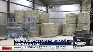 South Dakota leads the nation in acreage of hemp harvested