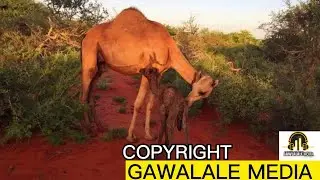 JAANDHEER CUSUB IYO CODKII WARSAME JAAMAC #part1jaandheer