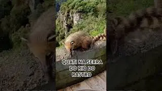 #riodorastro #motocycles #quati #motoviagem #motovlog #animals