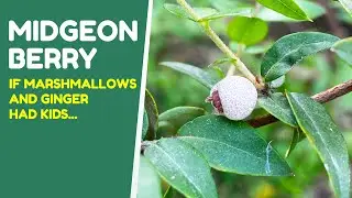 Austromyrtus dulcis &mdash; необычный австралийский фрукт, по вкусу напоминающий имбирный зефир.￼ он же ягода мошки.