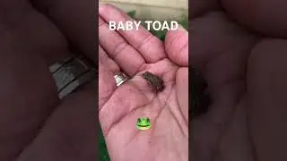 Saved Baby Toad from getting run over!! 🐸 #toad #babytoad #outdoors #garden #wildlife #texas ￼