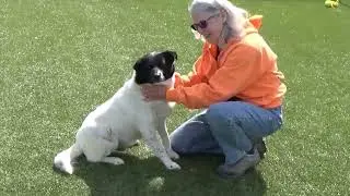 Jake - sweet, gentle dog ready for adoption at Brown County Humane Society
