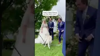 dogs at weddings?