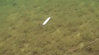 SV Fishing Flash Line
