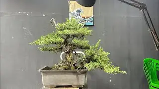 Art'Bonsai101