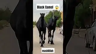 black camel 😱 #bull #viral #ytshort #shorts