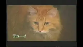 Dewey Turns Japanese