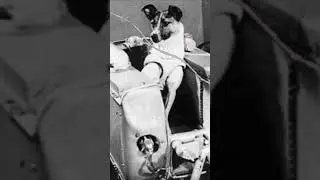 Laika, el primer ser vivo en orbitar la Tierra #history #fact #historyfacts