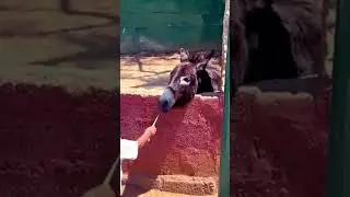 #dunkey