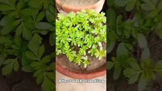 Grow French Marigold From seed | Grow in Pot | SG Gardeners #shorts #viral #youtubeshorts